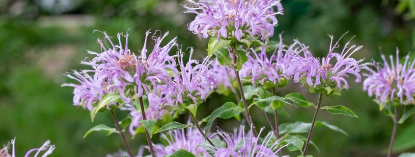 close-up view of purple color wild bergamot wildflowers