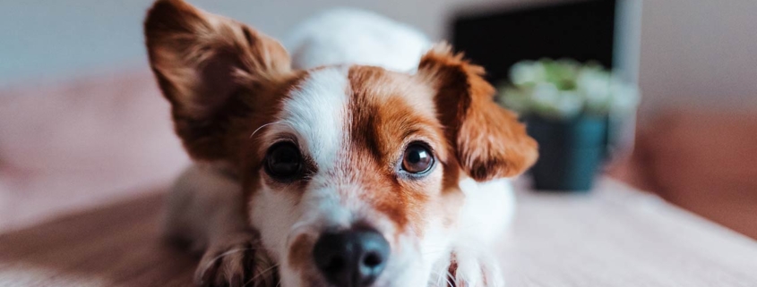 Close up of a dog with one ear up appearing to be listening